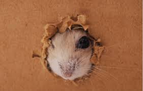 Que faire des souris dans les murs
